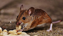 24 Hour & Emergency Exterminators in Stem, NC